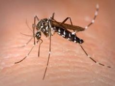 Oristano, uccelli e zanzare positivi alla West Nile, allerta della Asl allarme-zanzara-tigre-in-mezza-sardegna
