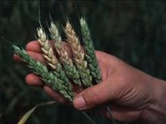 Guerra grano, 200 aziende nord Sardegna a rischio chiusura guerra-grano-200-aziende-nord-sardegna-a-rischio-chiusura