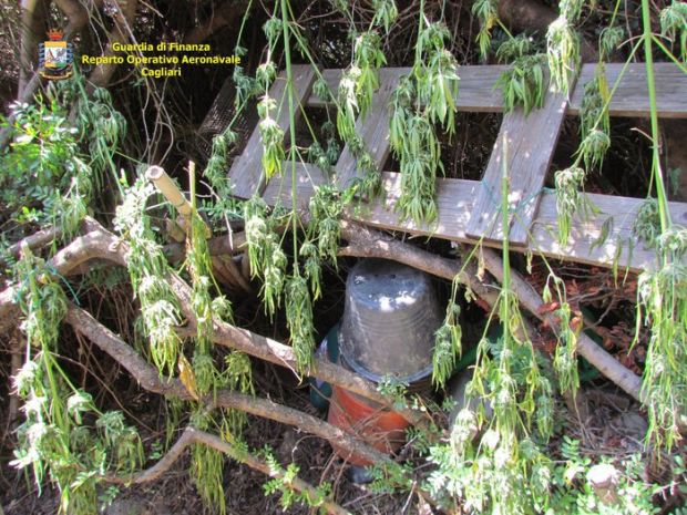 grazie-elicottero-gdf-scopre-piantagione-marijuana-a-teulada