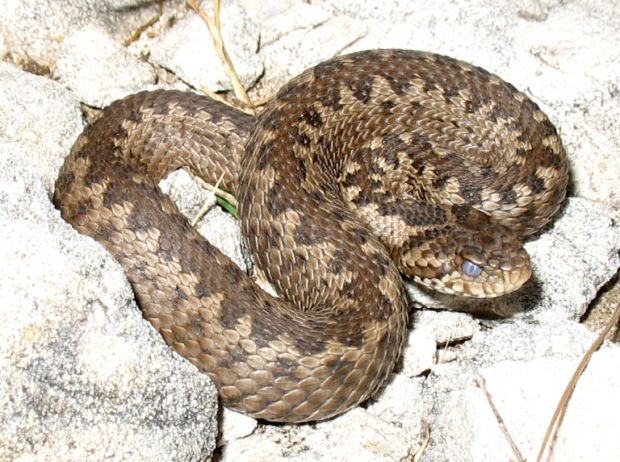 scarica-legna-commerciante-cagliaritano-morso-da-una-vipera