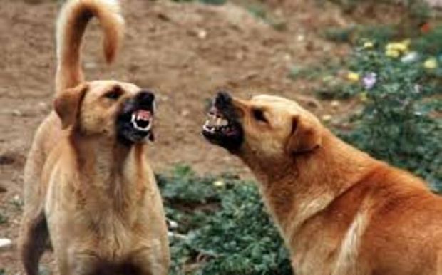 aggrediti-da-cani-in-spiaggia-2-feriti-nella-valle-della-luna-in-gallura