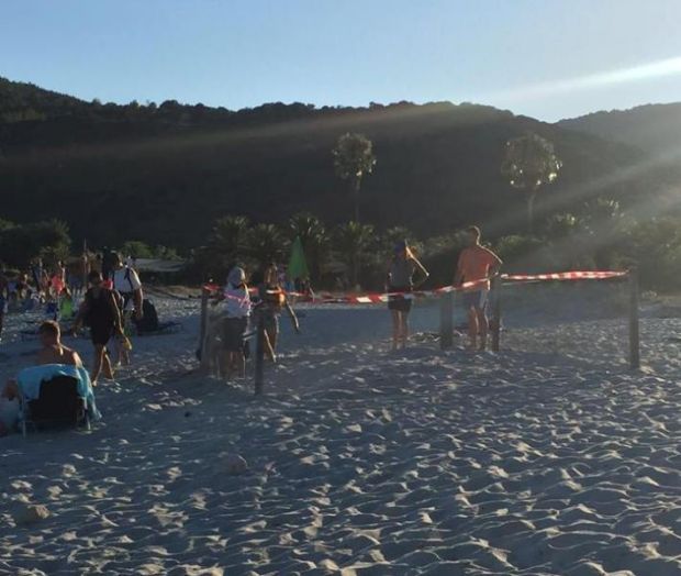 tartaruga-caretta-caretta-depone-uova-a-cala-pira