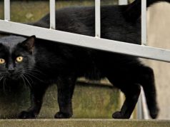 Spara a gatto e getta in rogo, denunciato spara-a-gatto-e-getta-in-rogo-denunciato