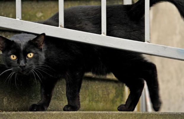 spara-a-gatto-e-getta-in-rogo-denunciato