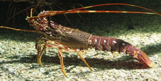 ambiente-sindaco-alghero-chiede-proroga-pesca-aragosta