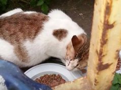 L’appello di Agnese: "Ho sempre aiutato tutti, ora aiutate me a trovare la mia gatta" l-appello-di-agnese-and-quot-ho-sempre-aiutato-tutti-ora-aiutate-me-a-trovare-la-mia-gatta-and-quot