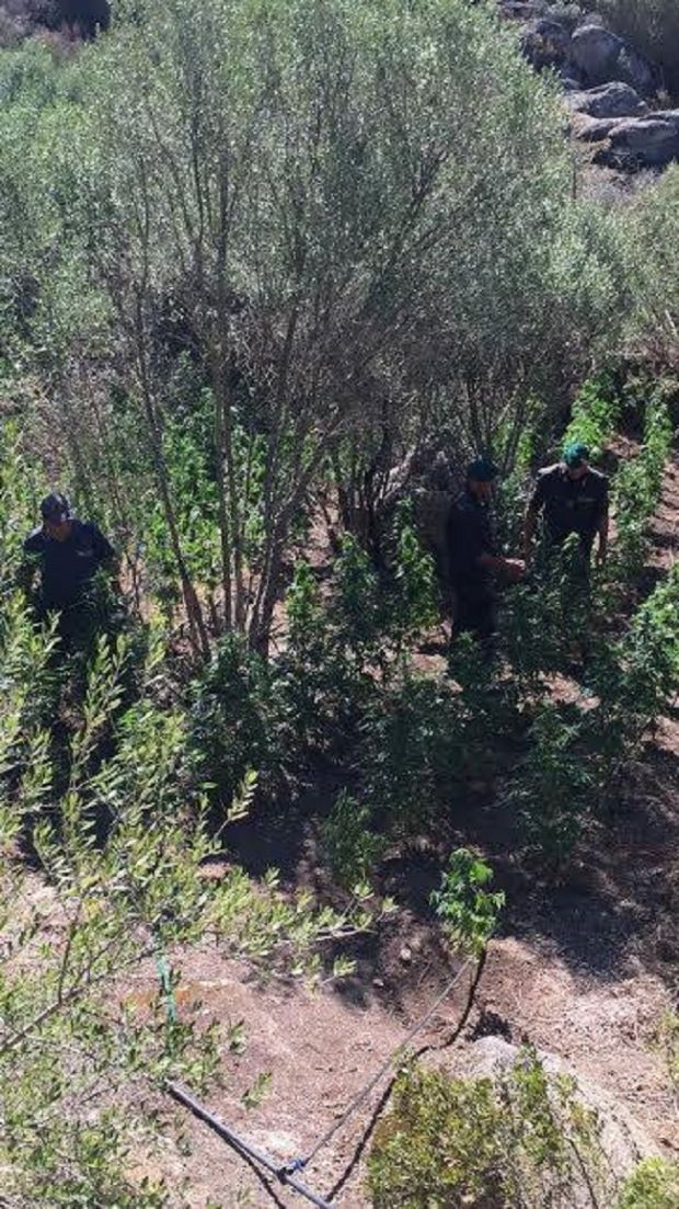 maxi-operazione-antidroga-sequestrate-270-piante-di-marijuana-e-5-armi-da-fuoco