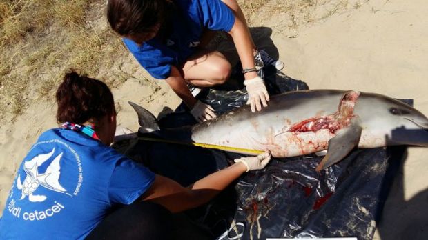 piccolo-delfino-morto-e-mutilato
