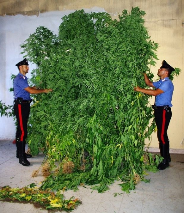 Piantagione marijuana piantagione-marijuana-due-arresti-dei-carabinieri