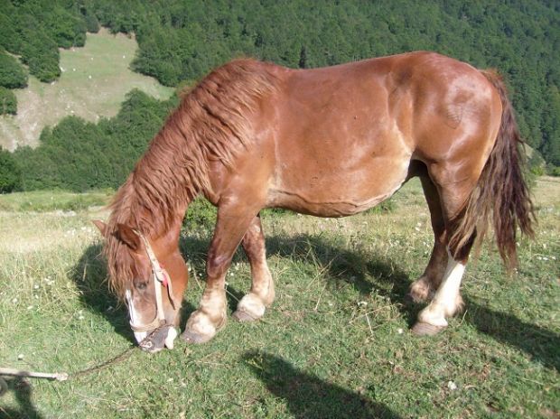 misterioso-episodio-cavalla-uccisa-a-fucilate