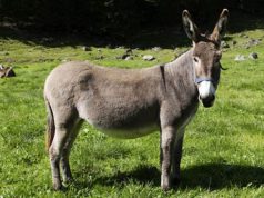 febbre-nilo-caso-sospetto-su-asino-asl-lanusei-rassicura