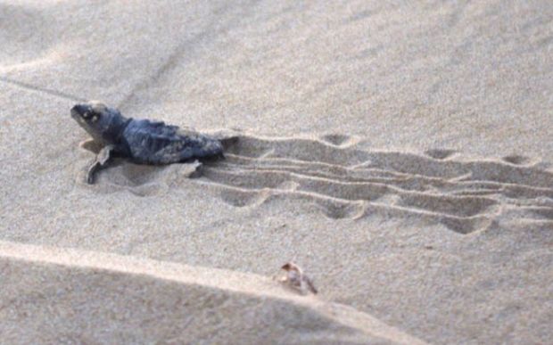 ambiente-nati-63-esemplari-di-caretta-caretta