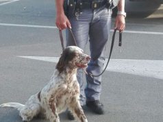 Salvato cane incastrato in recinzione salvato-cane-incastrato-in-recinzione