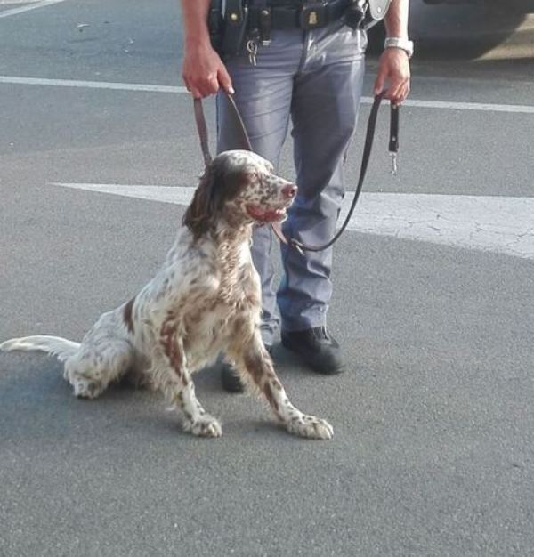 Salvato cane incastrato in recinzione salvato-cane-incastrato-in-recinzione