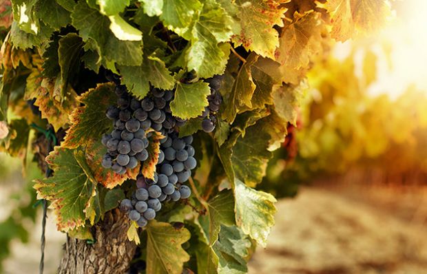 weekend-tra-i-vigneti-a-mamoiada-il-15-e-16-iniziativa-meskes