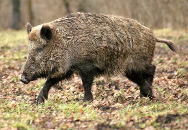 auto-contro-cinghiale-dopo-urto-auto-prende-fuoco-donna-illesa