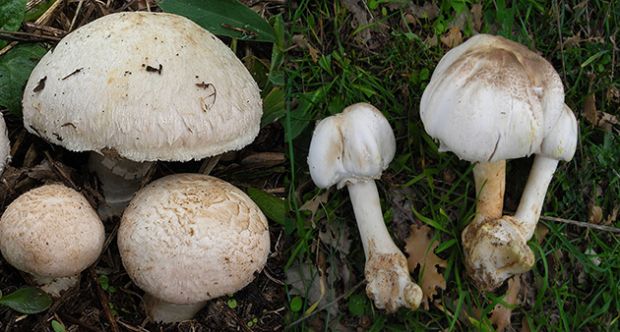intossicati-dai-funghi-scambiano-fungo-tossico-per-il-prataiolo