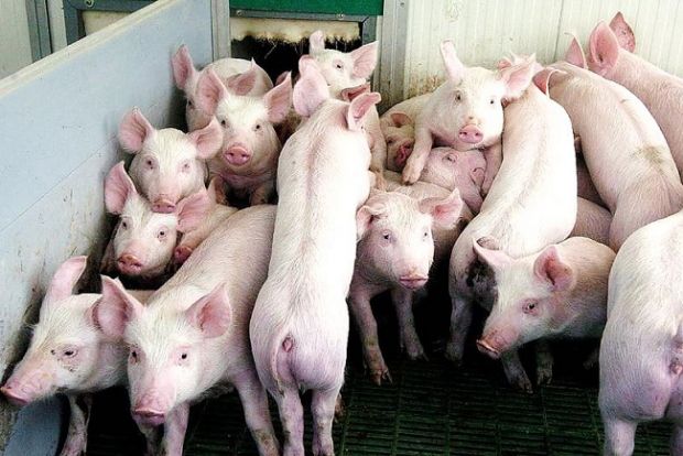 peste-suina-ispettori-ue-a-sassari-con-arru-e-moirano