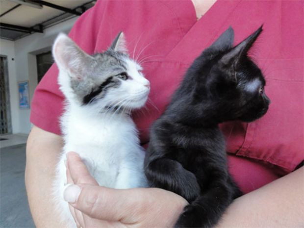 and-quot-portaci-quello-che-vuoi-aiutiamo-zampe-matte-and-quot-l-iniziativa-di-un-mercatino-dell-usato