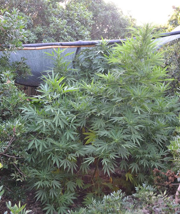 mega-piantagione-di-marijuana-in-campagne-orune-3-arresti