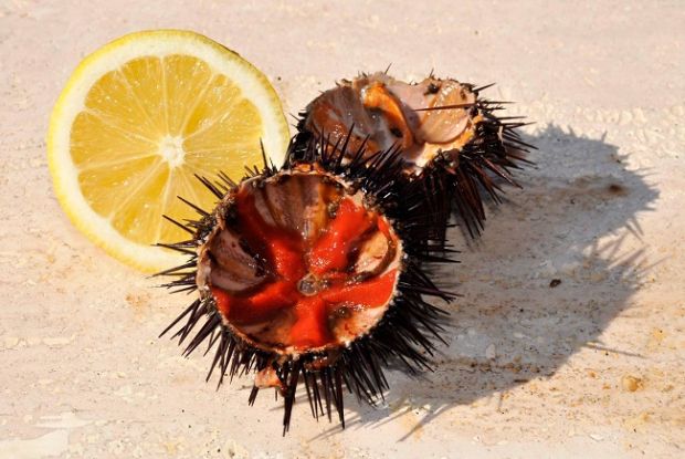 via-a-pesca-del-riccio-di-mare-da-1-novembre-a-30-aprile