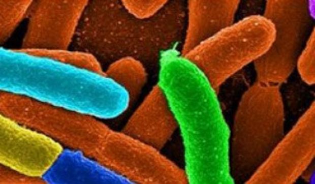 Ricerca ricerca-microrganismi-per-combattere-inquinamento