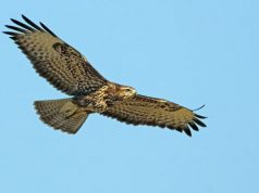 poiana-ferita-da-fucilata-salvata-dai-barracelli