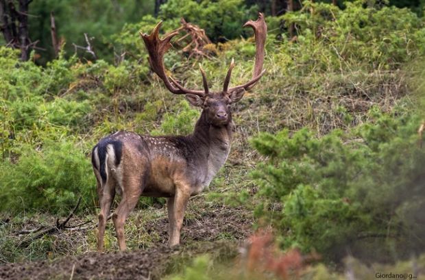 daino-adulto-immortalato-nel-parco-di-porto-conte-ad-alghero