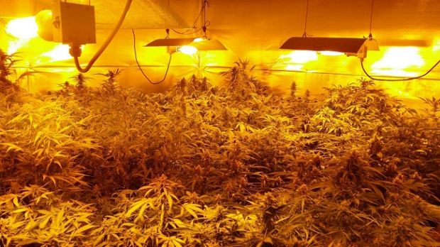 Droga droga-sequestrate-100-piante-di-marijuana-arrestato-un-34enne