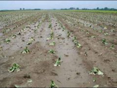 maltempo-grandine-su-carciofaie-and-ldquo-persi-10-milioni-di-euro-and-rdquo