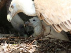L’Ue avvia un progetto in Sardegna per proteggere i grifoni tutela-grifoni-sardegna-primi-centri-alimentazione-aziendali