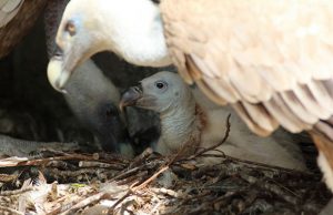 tutela-grifoni-sardegna-primi-centri-alimentazione-aziendali