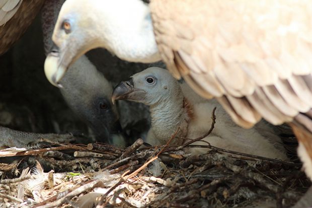 tutela-grifoni-sardegna-primi-centri-alimentazione-aziendali