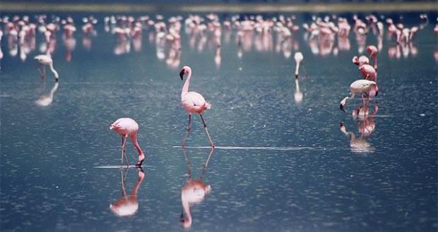 parco-molentargius-s-gilla-al-via-iter-gestione-unitaria