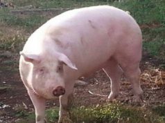 Coldiretti: “Peste suina debellata anche in Sardegna, ora via libera all’export” peste-suina-regione-suini-sieropositivi-nessun-focolaio