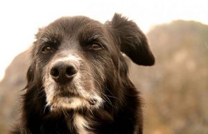 Cagliari, maltrattamento di animali: tre denunce anziana-sviene-in-casa-il-cane-la-veglia-per-tre-giorni