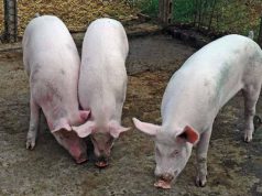 peste-suina-al-via-procedura-per-l-emersione-dal-sommerso