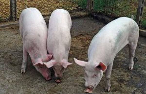 peste-suina-al-via-procedura-per-l-emersione-dal-sommerso