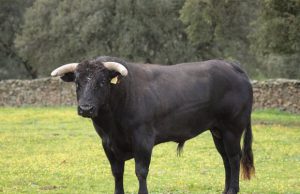 toro-invade-carreggiata-panico-tra-alghero-e-olmedo