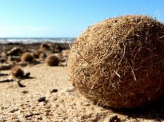 porto-torres-lavori-nello-scalo-salvando-posidonia
