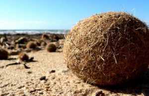 Regione, stanziati fondi per rimuovere la posidonia dalle spiagge porto-torres-lavori-nello-scalo-salvando-posidonia