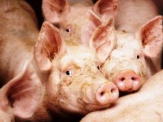 Peste suina, Cia: “Emergenza superata. La Sardegna deve esportare” trichinella-and-egrave-allarme-per-diffusione-nell-isola