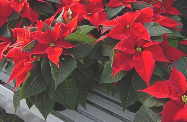 natale-coldiretti-sardi-comprano-stelle-locali