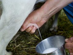 latte-prezzi-gi-and-ugrave-pressing-copagri-su-regione