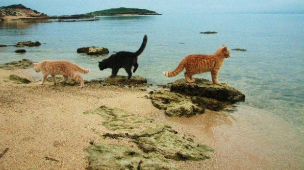 gatti-di-su-pallosu-nella-top-ten-buone-notizie-2016