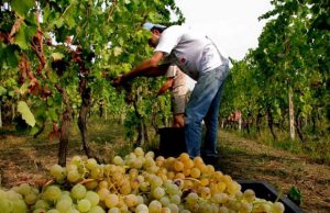 vino-tiros-di-siddura-premiato-in-israele