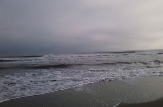 carcasse-di-due-delfini-ritrovate-in-spiaggia-a-gonnesa