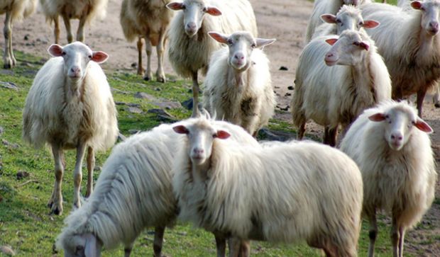 crisi-ovicaprino-copagri-and-quot-intervengano-regione-e-stato-and-quot