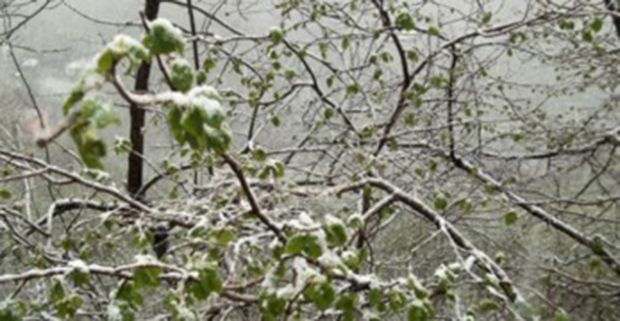 maltempo-coltivatori-carciofi-in-ginocchio-danni-per-8-milioni