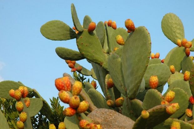 Agricoltura: agri-pionieri della coltivazione razionale del fico d’India nel Campidano e nel Nuorese agricoltura-agri-pionieri-della-coltivazione-razionale-del-fico-d-and-rsquo-india-nel-campidano-e-nel-nuorese